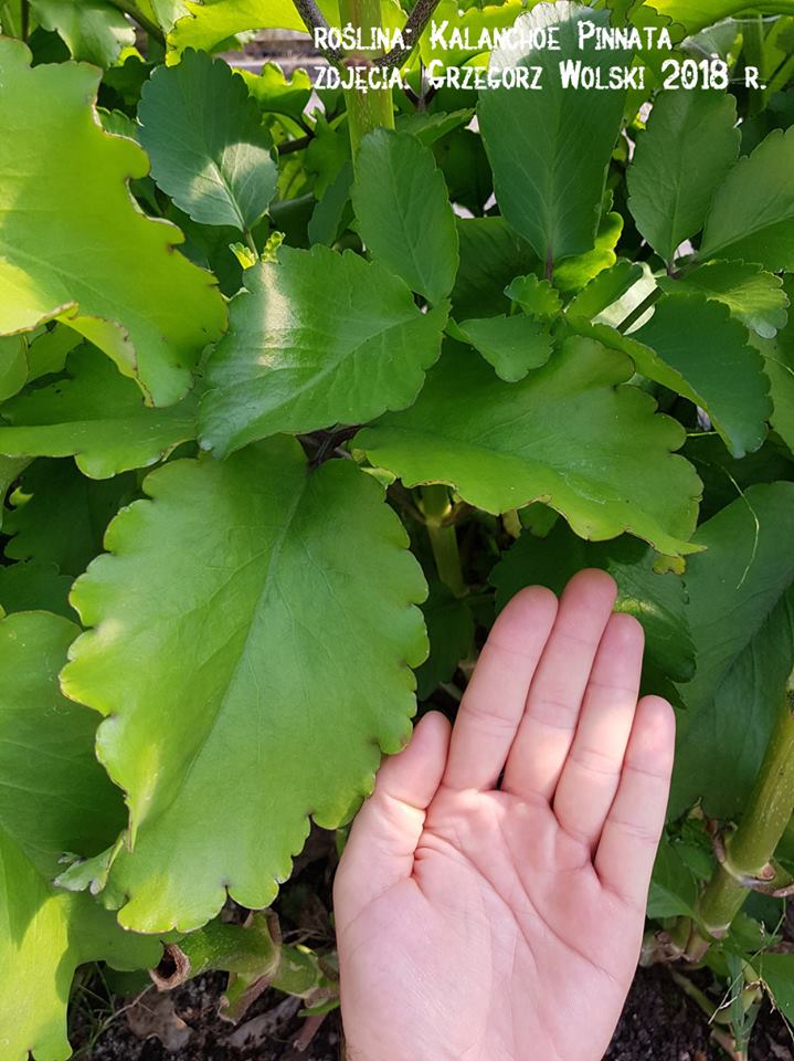Kalanchoe Pinnata liście