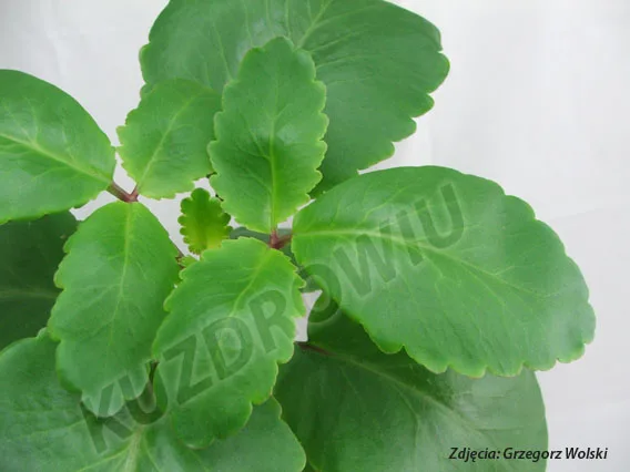 Żyworódka pierzasta Kalanchoe pinnata