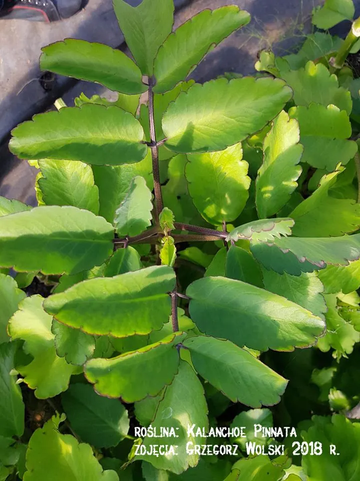 Żyworódka Pinnata wygląd Kalanchioe pinnata 2