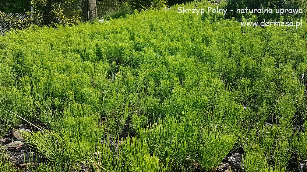 Skrzyp Polny - uprawa - Dermesa