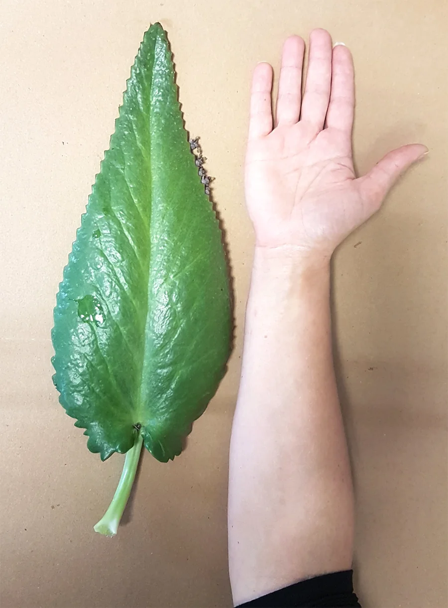 Duży liść żyworódki Kalanchoe Daigremontiana Liść Żyworódki wygląd i rozmiar
